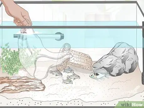 Image titled Keep German Blue Ram Cichlids Step 10