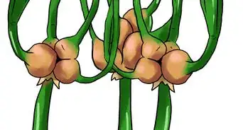 Grow Winter Onions