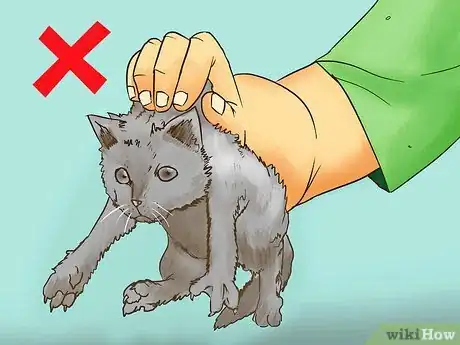 Image titled Earn the Trust of a Feral Kitten Step 6