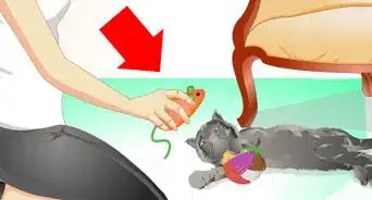 Train a Cat Not to Jump on Your Furniture