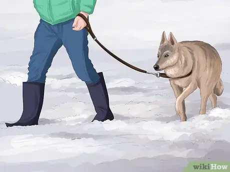 Image titled Keep Your Pets Safe in Winter Step 19