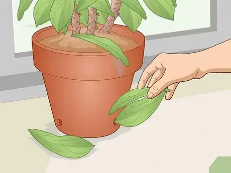 Image titled Care for a Crown of Thorns Step 11