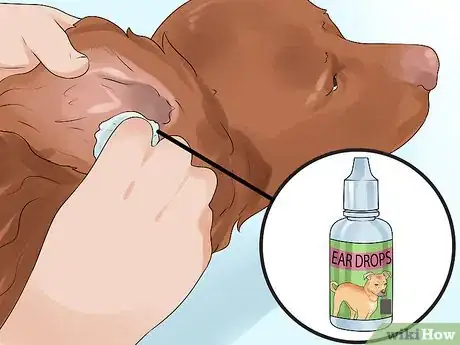 Image titled Groom a Sussex Spaniel Step 12