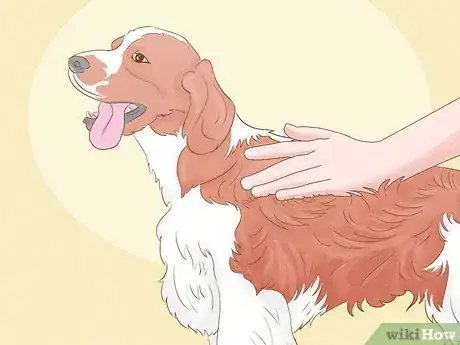 Image titled Identify an English Springer Spaniel Step 10