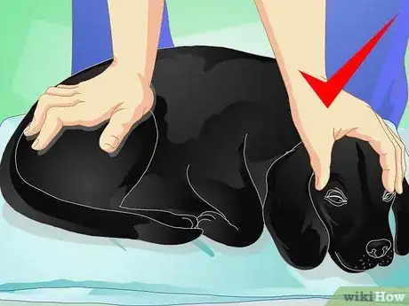 Image titled Give Your Dog a Massage Step 14