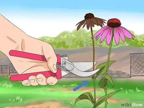 Image titled Prune Coneflowers Step 1