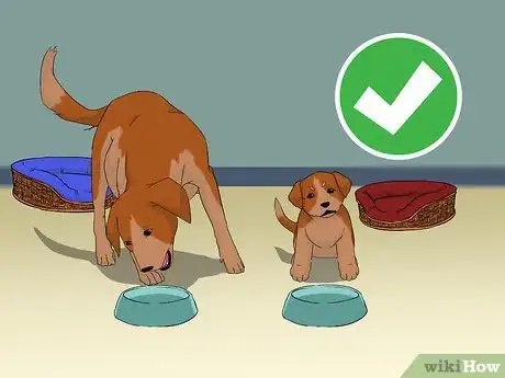 Image titled Add a Puppy to the Family Whilst Your Dog Is Pregnant Step 8