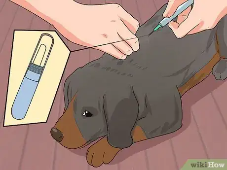 Image titled Go Boating With Your Dog Step 8