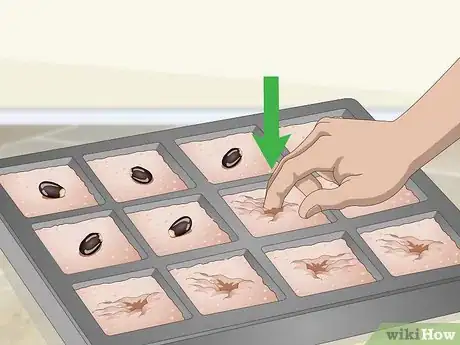 Image titled Plant Guanabana Seeds Step 9