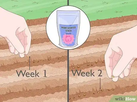 Image titled Grow Night Scented Stock Step 4