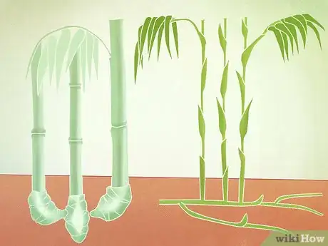 Image titled Plant a Clumping Bamboo Step 1