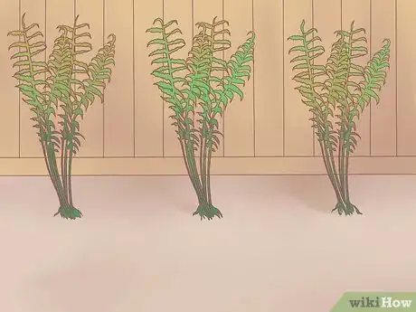 Image titled Grow Ferns Step 11