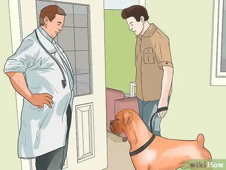 Image titled Treat Heart Conditions in Boxers Step 1