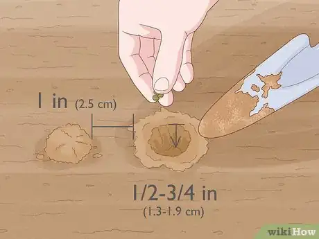 Image titled Plant Parsnips Step 6