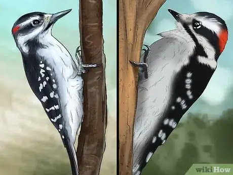 Image titled Tell the Difference Between Downy and Hairy Woodpeckers Step 5