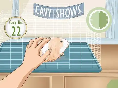 Image titled Prepare a Guinea Pig for Show Step 24