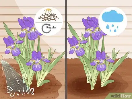 Image titled Grow Bearded Irises Step 10