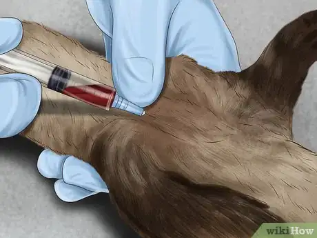 Image titled Prevent Heartworm in Ferrets Step 6