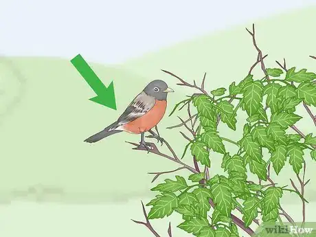 Image titled Trap a Robin Bird Step 10