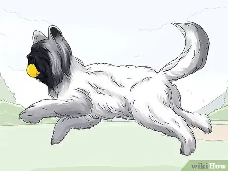 Image titled Identify a Briard Step 11