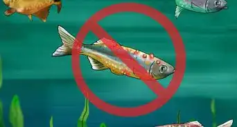 Choose Fish for a Freshwater Aquarium