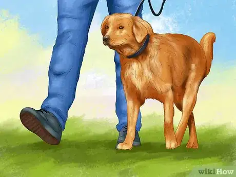 Image titled Deal with House Soiling in Older Dogs Step 2