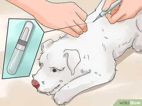 Image titled Care for Labradoodles Step 4