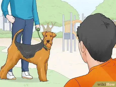 Image titled Identify an Airedale Terrier Step 14