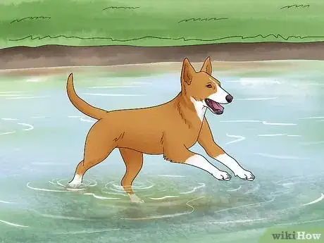 Image titled Choose a High Energy Dog Breed Step 7