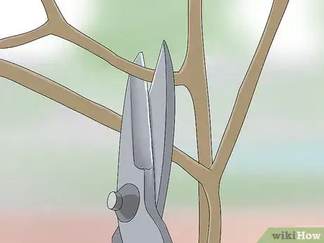 Image titled Prune a Mulberry Tree Step 3