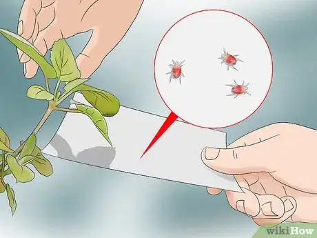 Image titled Kill Spider Mites Step 11