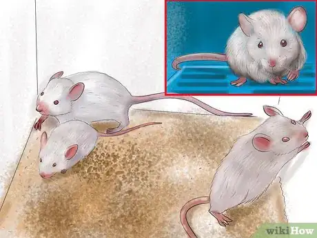 Image titled Diagnose Mousepox Step 7