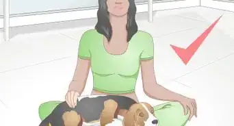 Deal with Excessive Licking in Older Dogs