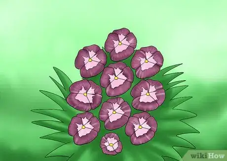 Image titled Cut from a Pansy Plant Step 11Bullet1