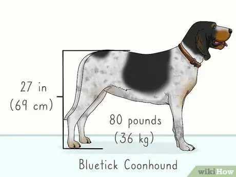 Image titled Identify a Bluetick Coonhound Step 1