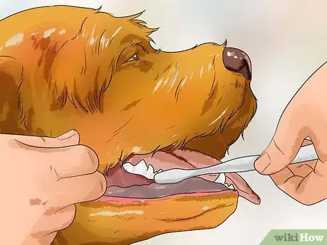 Image titled Care for Labradoodles Step 8