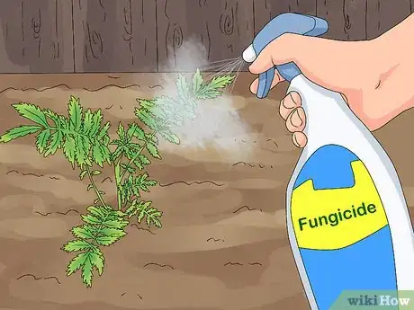 Image titled Grow Agrimony Step 10