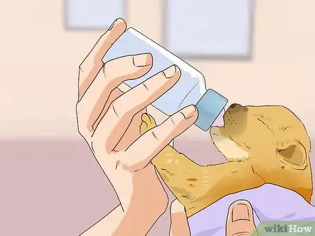 Image titled Socialize Orphaned Newborn Puppies Step 3