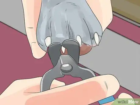 Image titled Care for Bulldogs Step 18