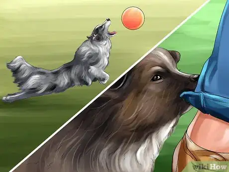 Image titled Find and Care for a Australian Shepherd Step 18