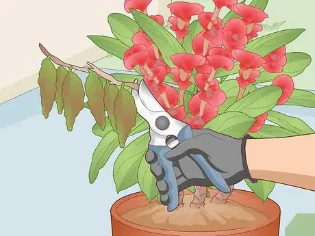 Image titled Care for a Crown of Thorns Step 14