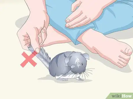 Image titled Keep Chinchillas Safe Around Children Step 8