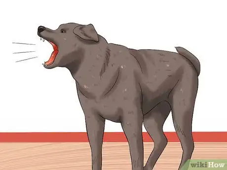 Image titled Deal with Having a Visually Impaired Dog Step 7