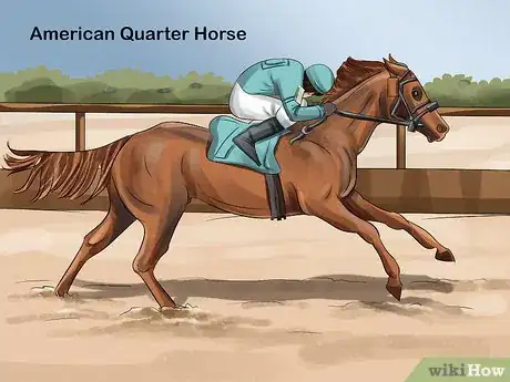 Image titled Choose the Right Breed of Horse for You Step 13