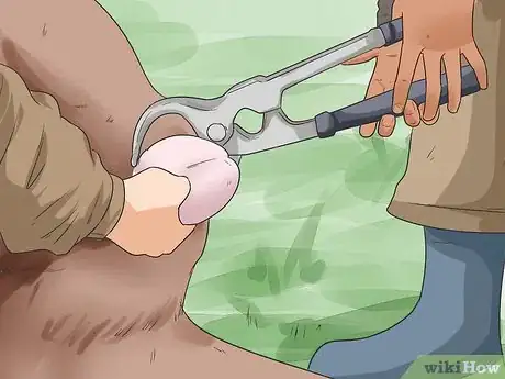 Image titled Raise Calves Step 17