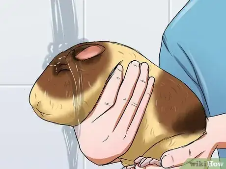 Image titled Bathe a Pregnant Guinea Pig Step 6