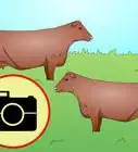 Identify Red Angus Cattle
