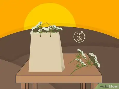 Image titled Grow Cumin Step 23