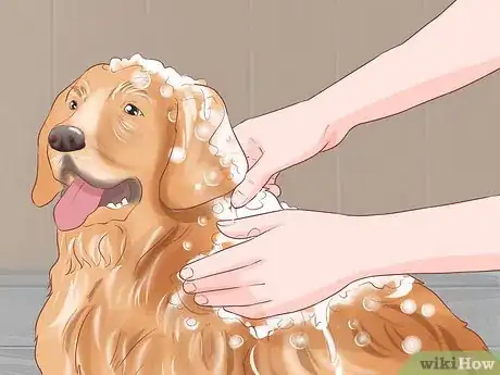 Image titled Groom Your Dog at Home Between Professional Groomings Step 8