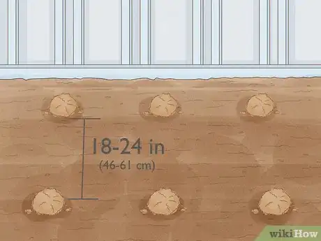Image titled Plant Parsnips Step 7